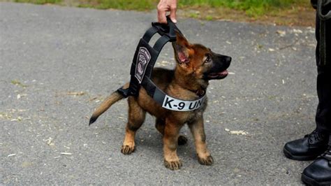 Hablemos De Los K9 O K 9 O ¿perros Policía Perrosdebusqueda