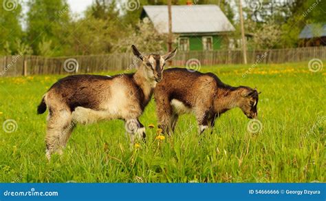 Lustige Junge Braune Ziegen An Der Wiese Stockfoto Bild Von Ziege