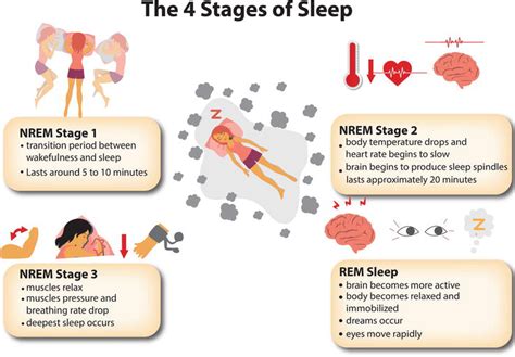 interaction  melatonin sleepiness alertness  body