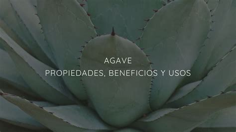 Propiedades Beneficios Y Usos Del Agave