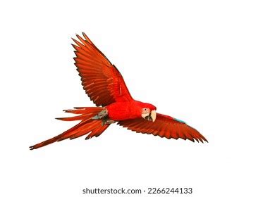 Colorful Green Wing Macaw Flying Isolated Stock Photo 2266244133 ...