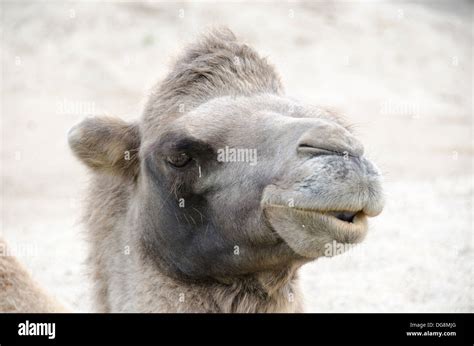 Bactrian camel camelus bactrianus hi-res stock photography and images ...