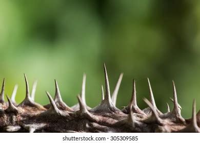 close sharp thorns barbs  plant stock photo  shutterstock
