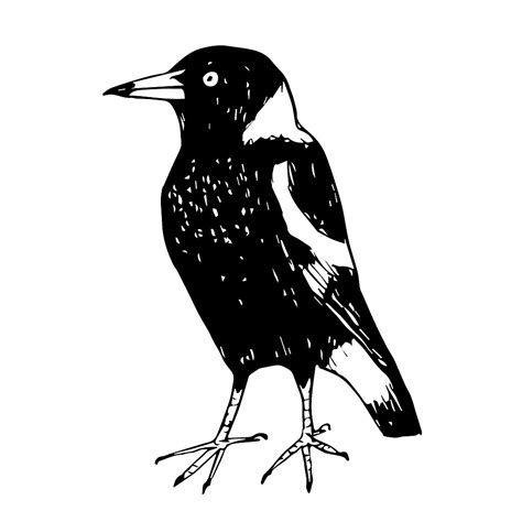 Max The Magpie Raising Funds For Birdlife Australia By Paula