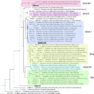 Distance Based Tree Of Highly Curated Dmrt Proteins And Goniopora