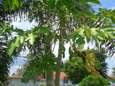 Forum Male Paw Paw Fruit