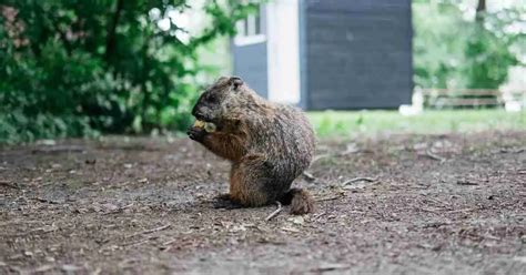 Groundhog Behavior - AnimalBehaviorCorner