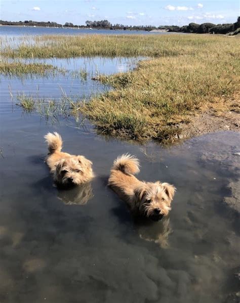 Meet Sarah and the mud loving Terriers behind Reg&Bob - The Paw Post