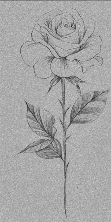 A Pencil Drawing Of A Rose