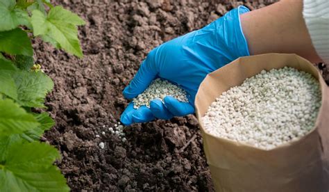 Melhor Fertilizante Para Plantas - Fertilizante para plantas: o que é e como funciona | Blog Leroy Merlin