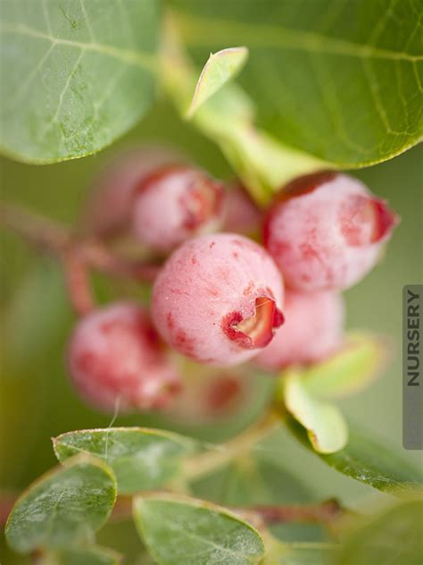 4 Midbush Pink Lemonade Blueberry Plants Kens Nursery