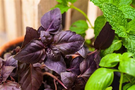 10 Plants With Black Leaves For Outdoor Gardens – Real Men Sow