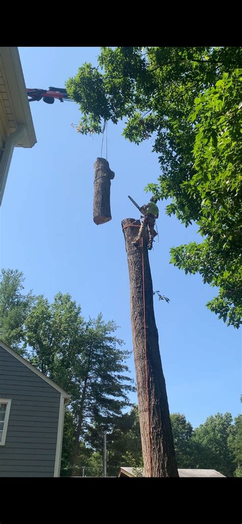 Tree Removal Services Tree Limb Removal Clean Cut Tree Services — Clean Cut Tree Services