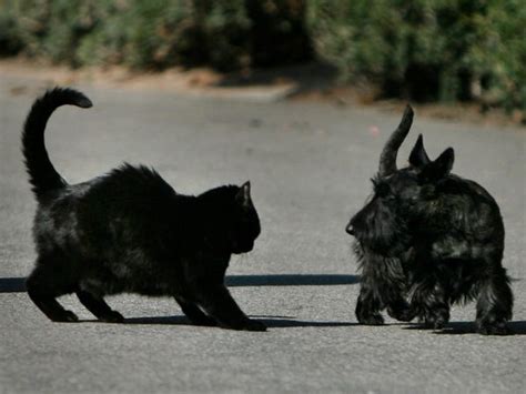 The Bidens' New Cat: Photos Show White House Cats Through History - Business Insider