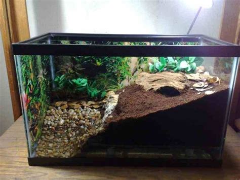 Pin By Dani On Terrarien Reptilien Terrarium Hermit Crab Tank