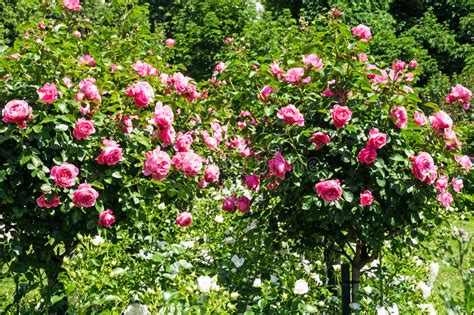 Rose Rbol Con Las Rosas Rosadas Foto De Archivo Imagen De Rosa