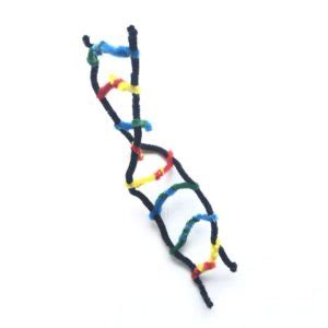 Build a DNA model with pipe cleaners - Pale Blue Marbles