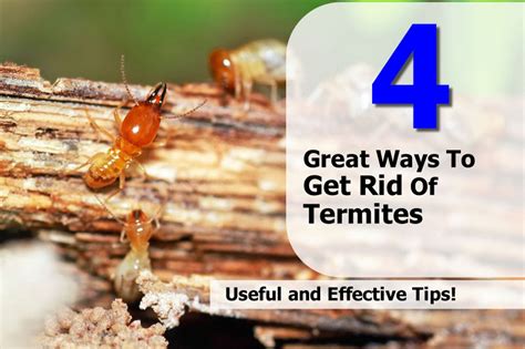 4 Great Ways To Get Rid Of Termites