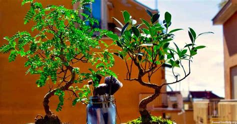 How Do I Grow And Train Bonsai Trees Bonsai Tree Help