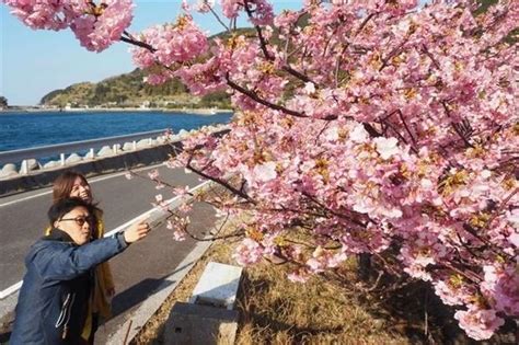 春告げる河津桜見頃 大分・津久見市、四浦半島 ライブドアニュース