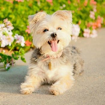 Morkie Breed Information, Characteristics & Heath Problems | DogZone.com