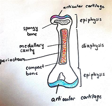 Medullary Cavity