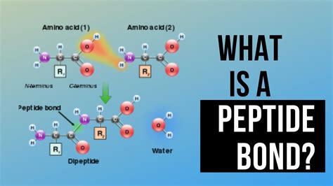 What Is Peptide Bond Definition Peptide Bond Formation Peptide Bond Definition Youtube