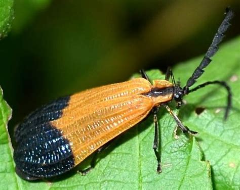 Net Winged Beetle Calopteron Terminale Bugguide Net