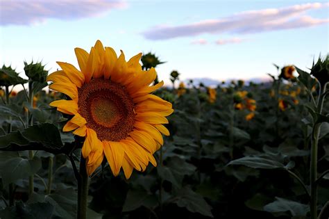 Os Fatos Que Voc Precisa Saber Sobre Uso De Ndvi Na Agricultura