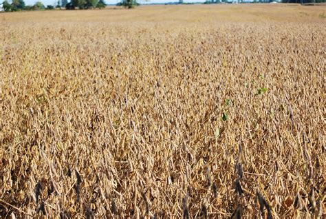 rye cover crop 12