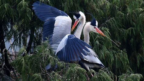 Pair Of Grey Herons Have A Sweet Moment In Sw China Cgtn