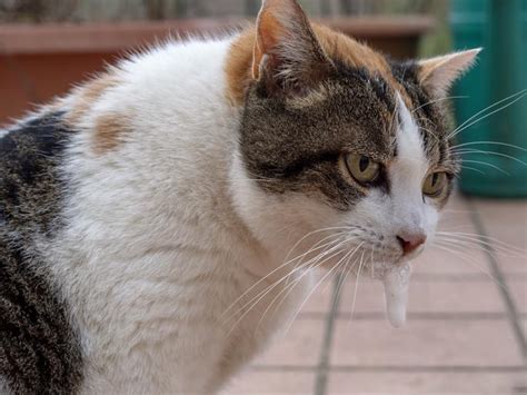 Por qué mi GATO VOMITA ESPUMA BLANCA Causas principales