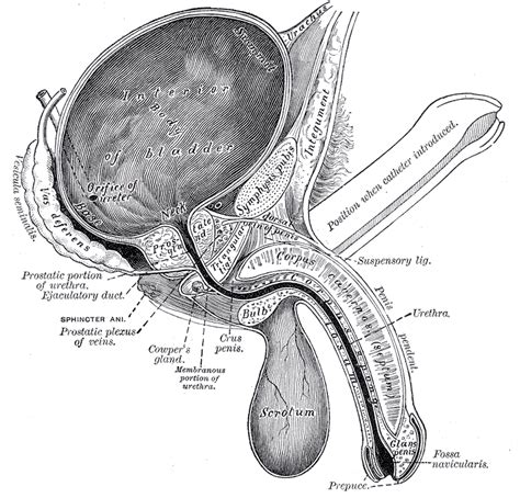 Pelvic Muscles Anatomy Male