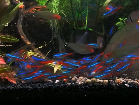 IKAN NEON TETRA PDF