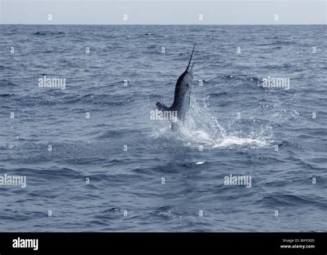 Swordfish Jumping Hi Res Stock Photography And Images Alamy