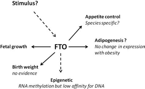 How Does The Fto Gene Influence Food Intake? – SocialStar