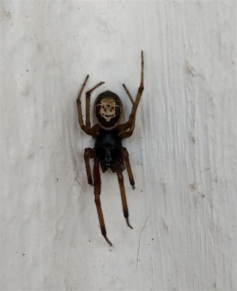 This Spider With Something Like A Skull On Its Back Seen On The Canary