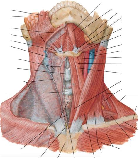 Anterior View Of Neck Diagram Quizlet