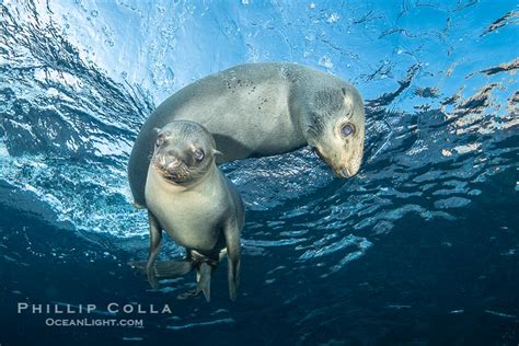 California Sea Lion Pups In The Coronado Islands Natural History