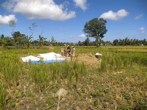 Sawah Alami Kekeringan Dan Warga Mulai Kesulitan Air Bersih Radar