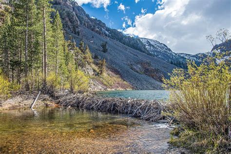 Beaver dams buffer rivers against climate extremes | Stanford Report