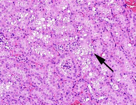 Normal Renal Cortex In A Vehicle Control Male B6c3f1n Mouse In The Download Scientific Diagram