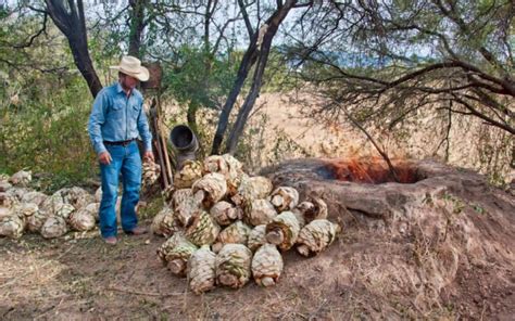 Bacanora La Bebida Tradicional Del Estado De Sonora Noro