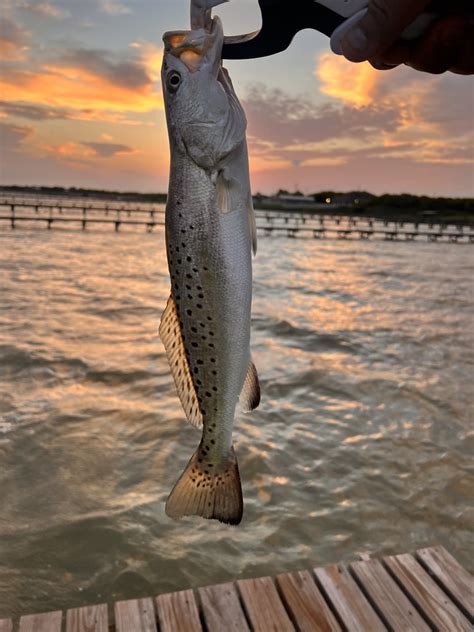 Speckled Trout Spotted Sea Trout Loeraroel Flickr