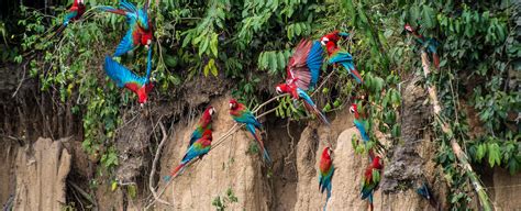 Peru Bird-watching Holidays | Geodyssey