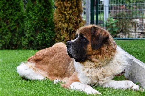 An Introduction To The Magnificent St Bernard Dogs