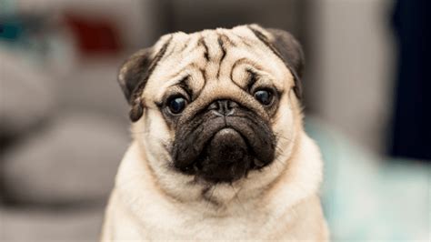 Brachycephalic Dogs And The Health Risks Animal Friends