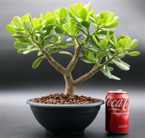 Crassula Ovata Bons I Rbol De Jade