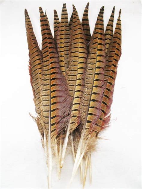 RING-NECKED PHEASANT TAIL FEATHERS 12-16 PER DOZEN Beautifully marked ...