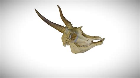 Saiga antelope / CAS:MAM:13493 - California Academy of Sciences